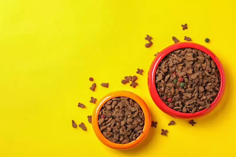 Where to Buy Pet Food Online