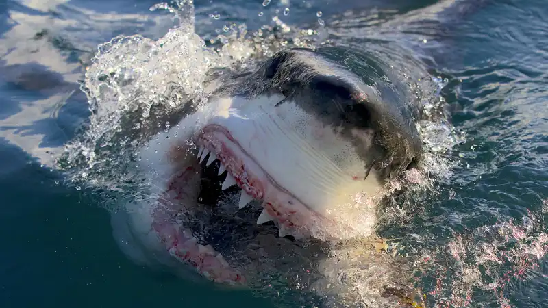 How to watch Shark Week 2024 online now: full schedule, channels, etc