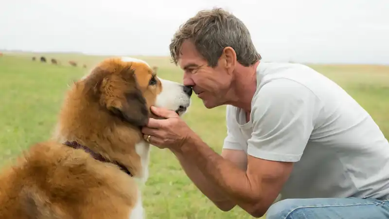 5 Best Dog Movies Available for Streaming on Netflix, Max, and More Right Now